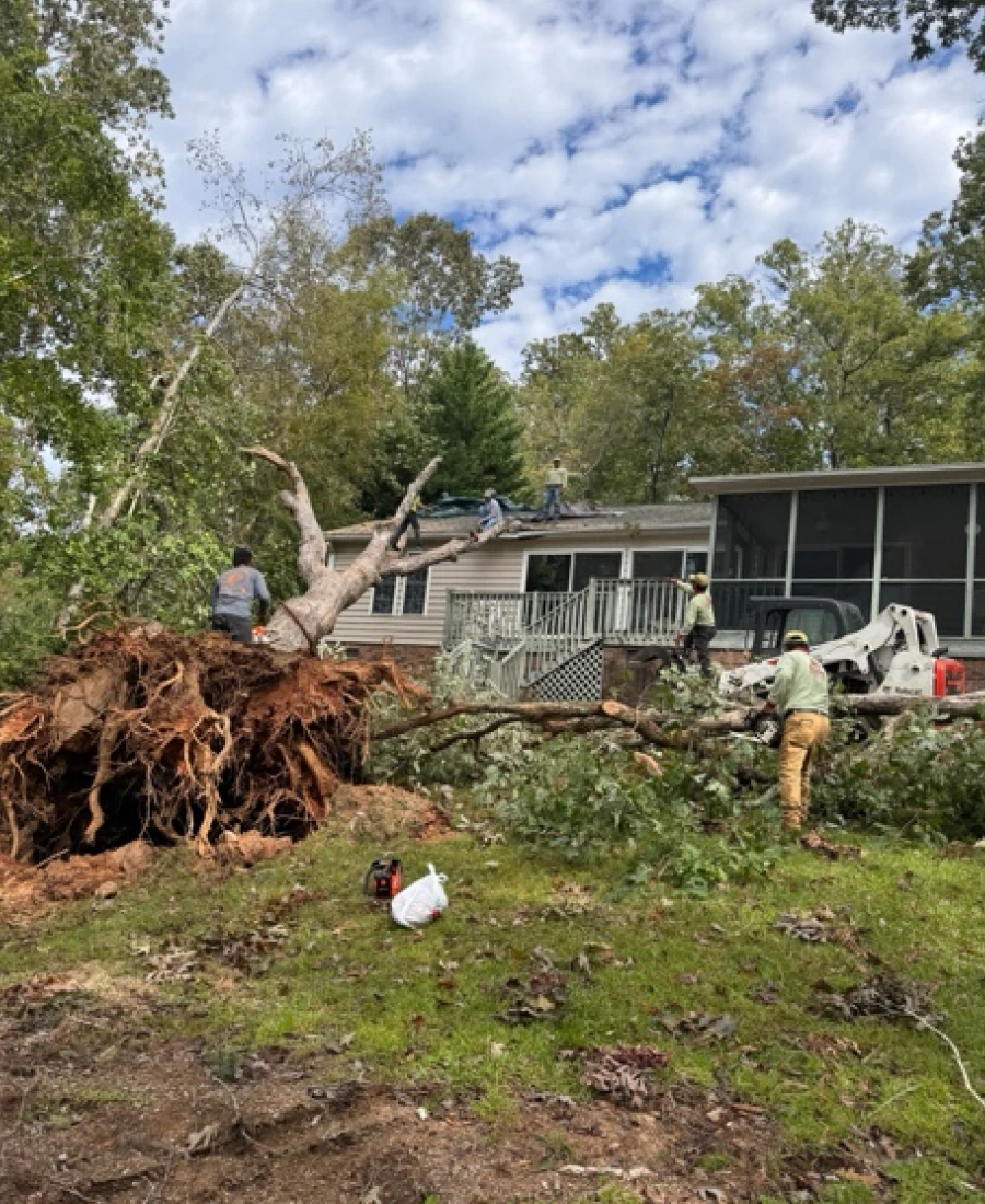 emergency tree removal