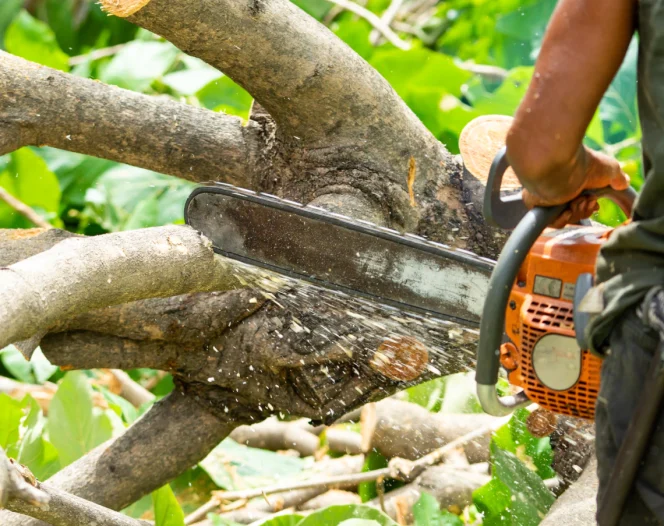 professional tree removal service