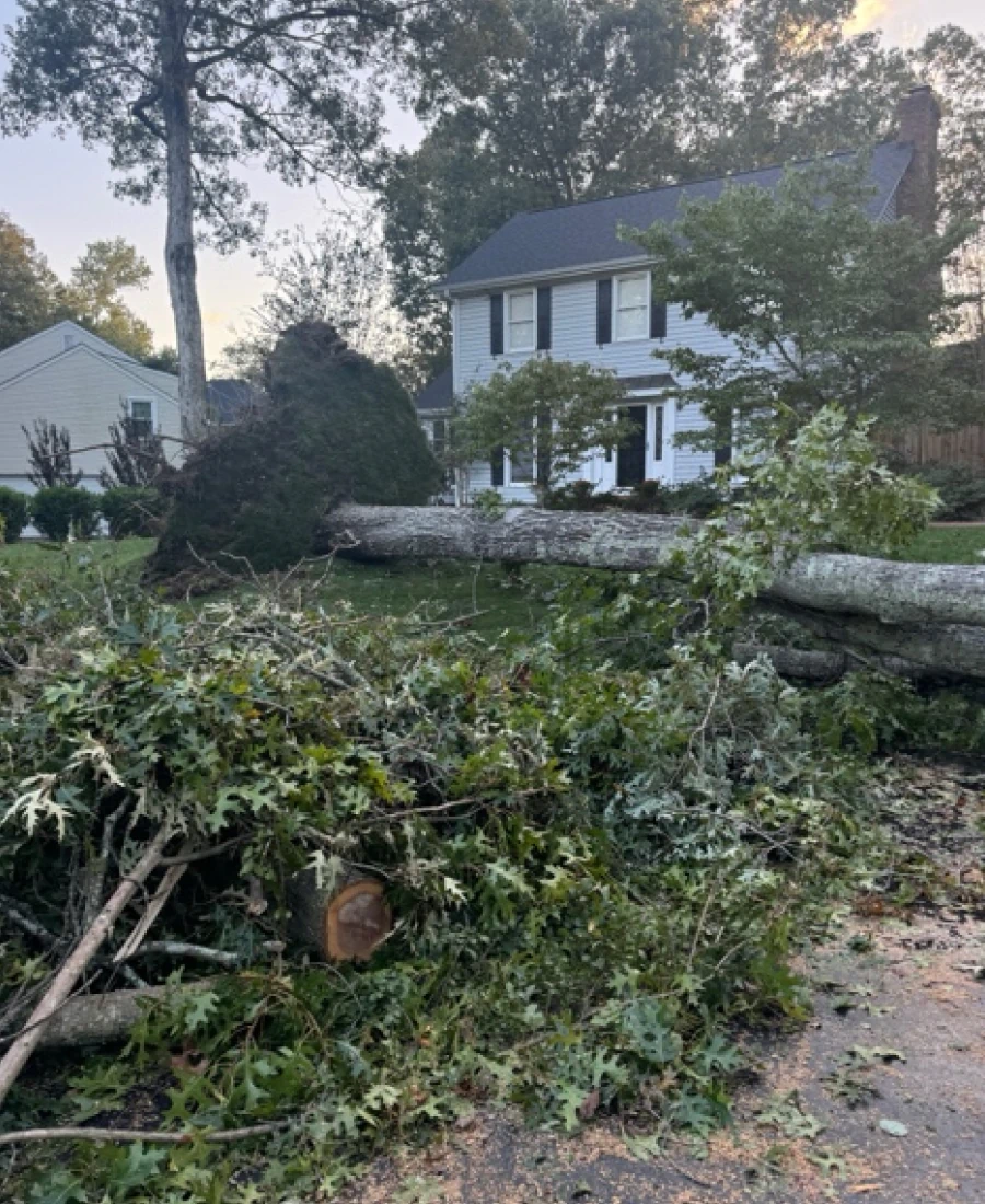 storm damage tree