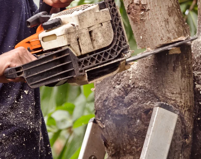 tree branches removal