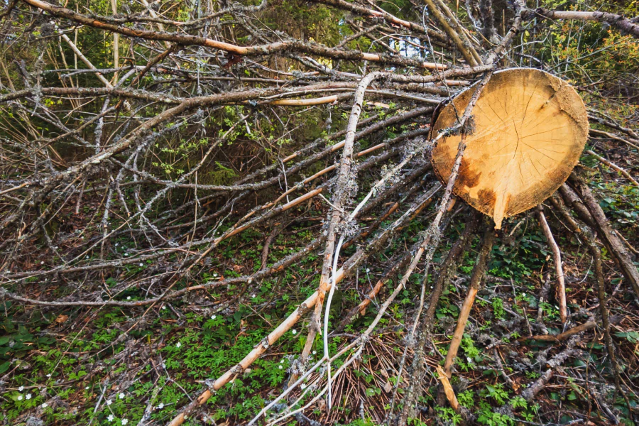 tree removal services tree removal services