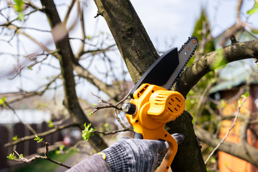 tree trimming and pruning services tree trimming and pruning services